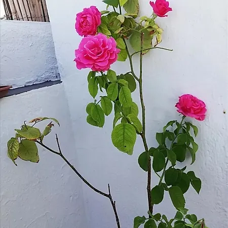 Medina Baguh Apartment Priego De Cordoba Exterior photo